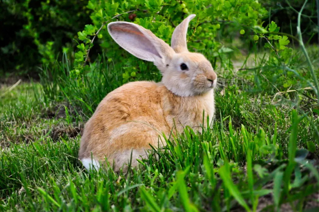 long eared rabbit resting on the grass