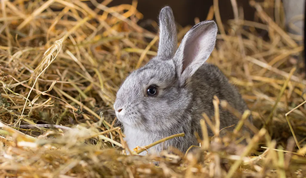 A gray rabbit sitting on the hay looking far away