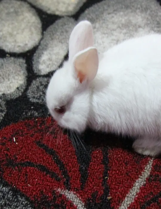 rabbit chewing a carpet