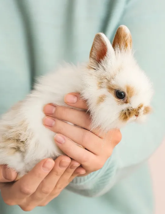 woman holding a baby rabbit