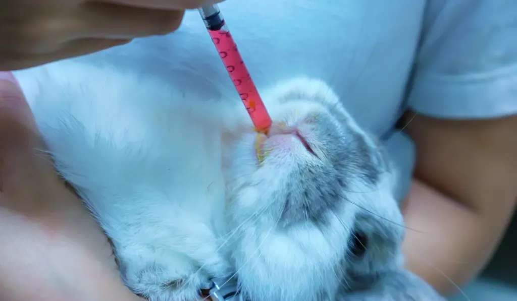 rabbit feeding and drinking from syringe