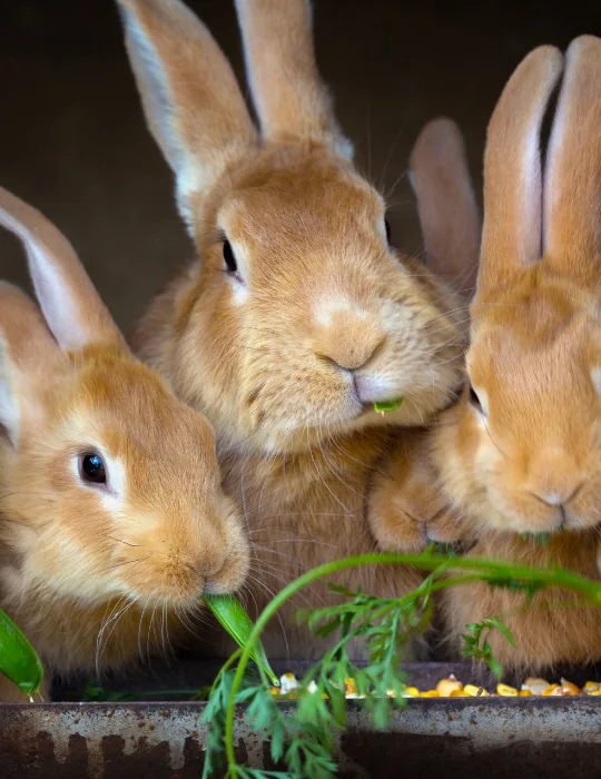 rabbits feeding carrots