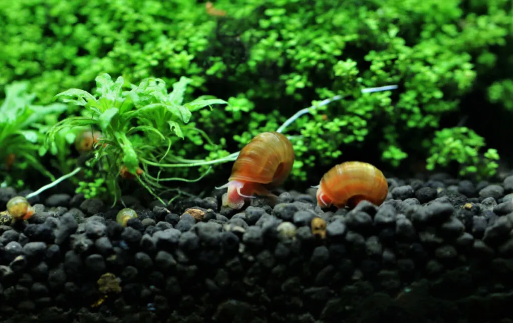 two Ramshorn Apple Snail at the bottom of a fish tank