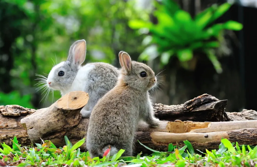 two cute rabbits near a tree log in the yard