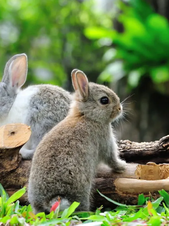 two cute rabbits near a tree log in the yard