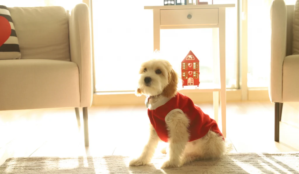 A cavadoodle wearing a red shirt sitting on the living room