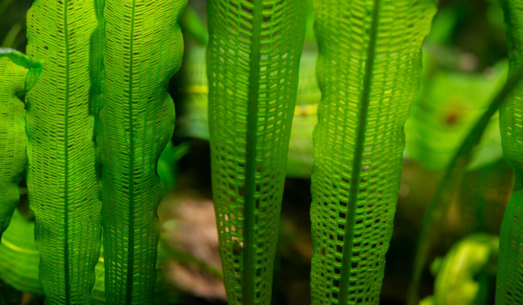 close up of an aquarium plant madagascar lace