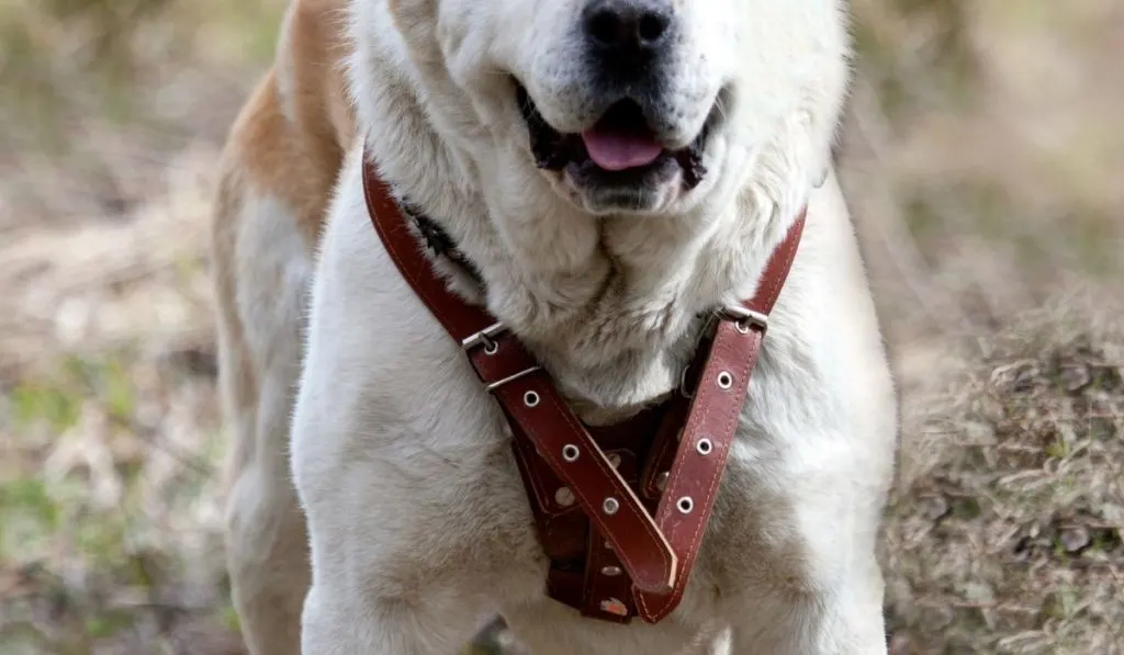 dog wearing a brown collar