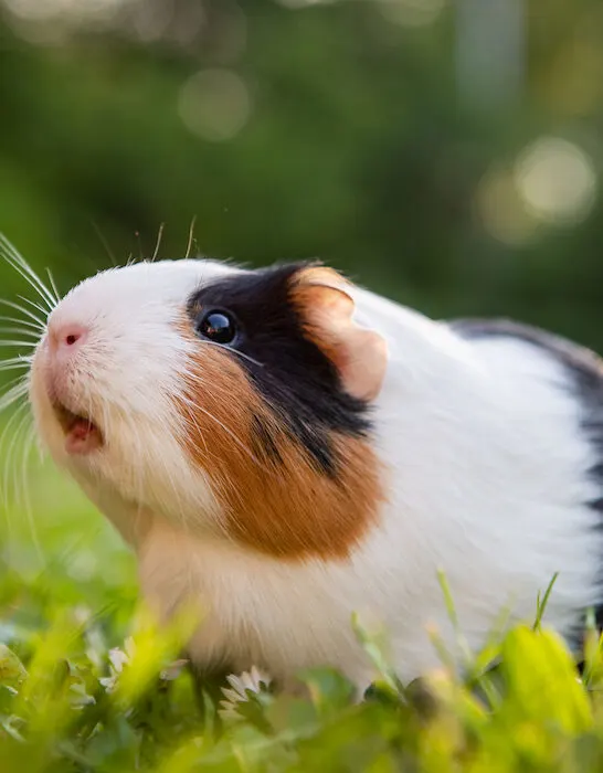 a closeup of a guinea pig