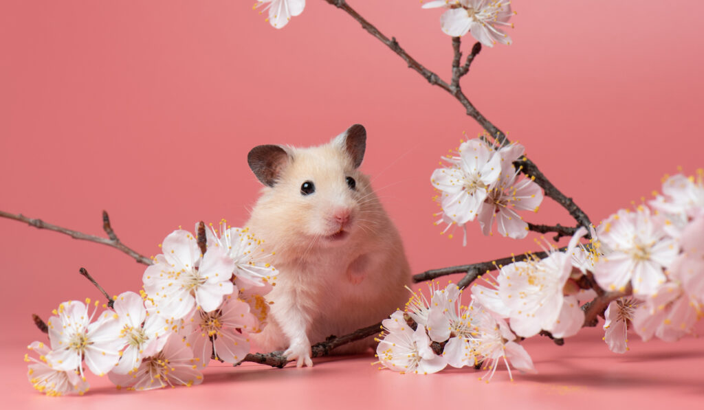 a cute beige syrian hamster sitting amongst flowers