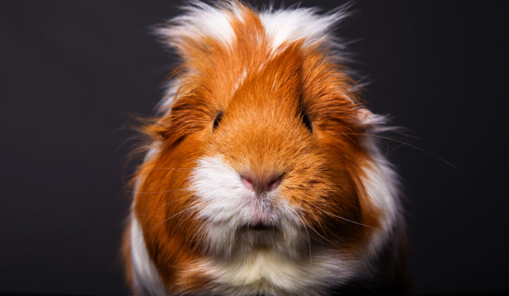 an adult guinea pig with hair brushed up