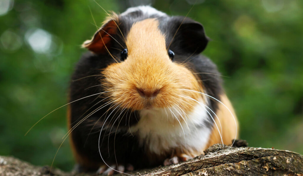 closeup of a guinea pig looking at the camera