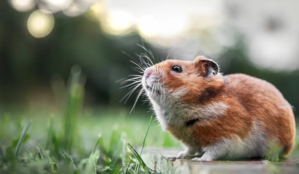 closeup of a syrian hamster outdoors