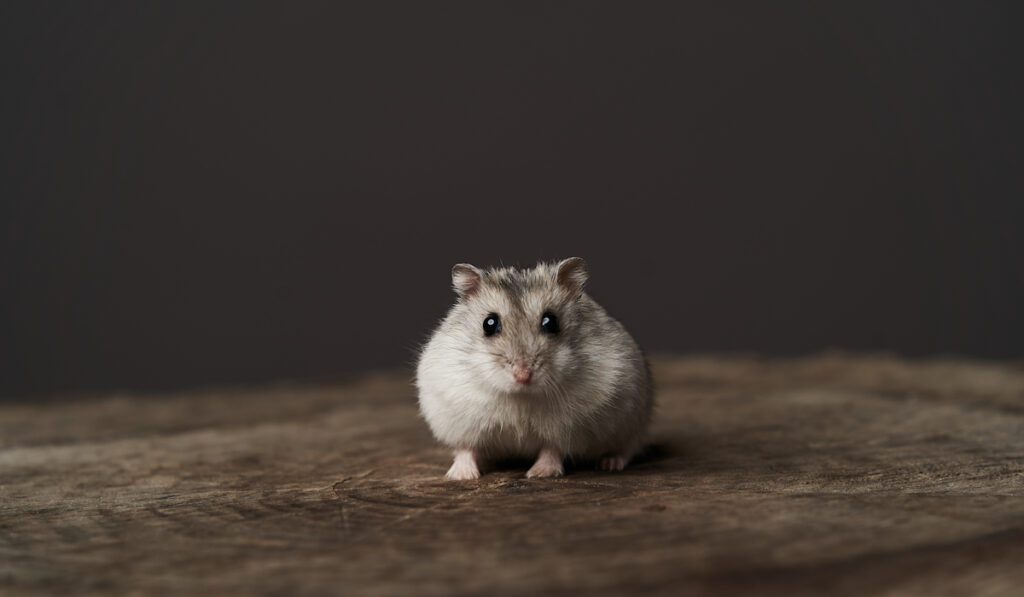 focused shot of a dwarf hamster