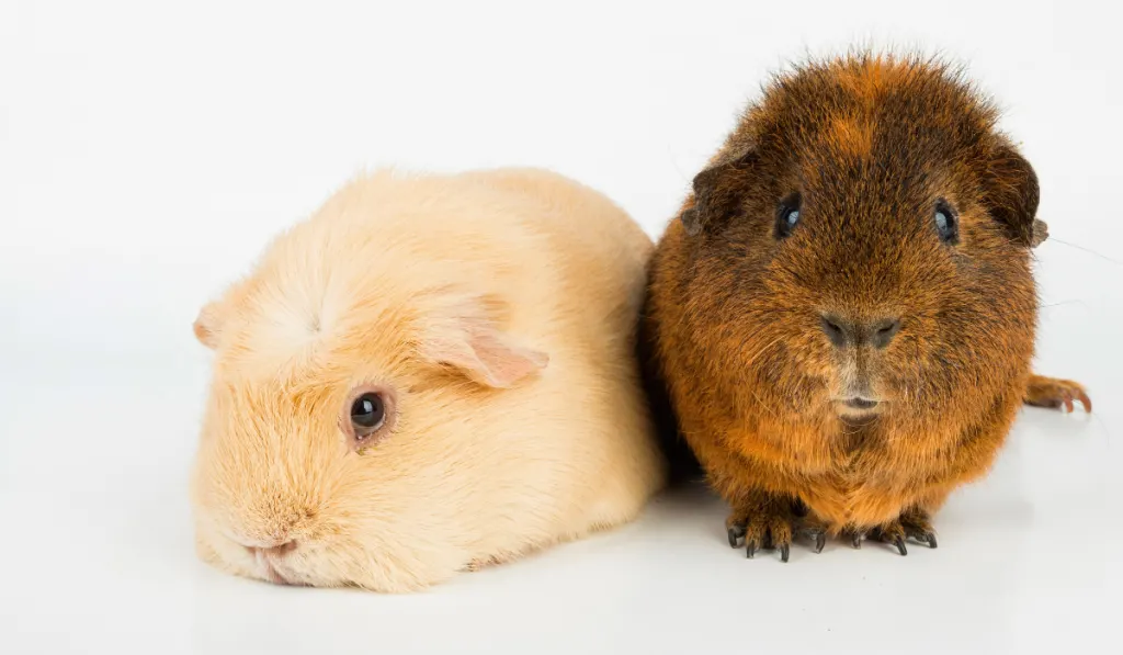 two guinea pigs on a white background