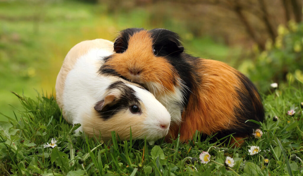 guinea pig friends