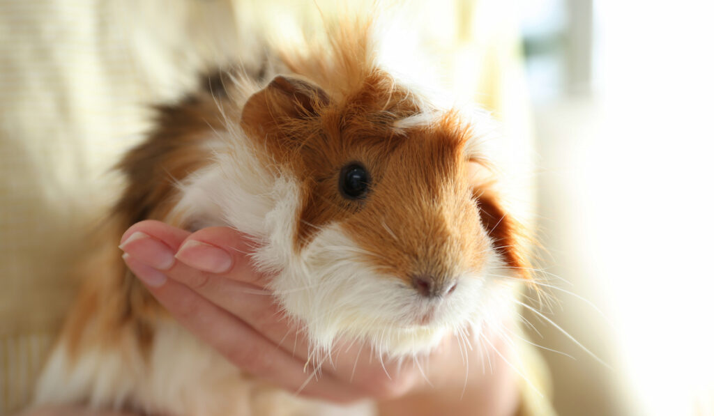 guinea pig on hand