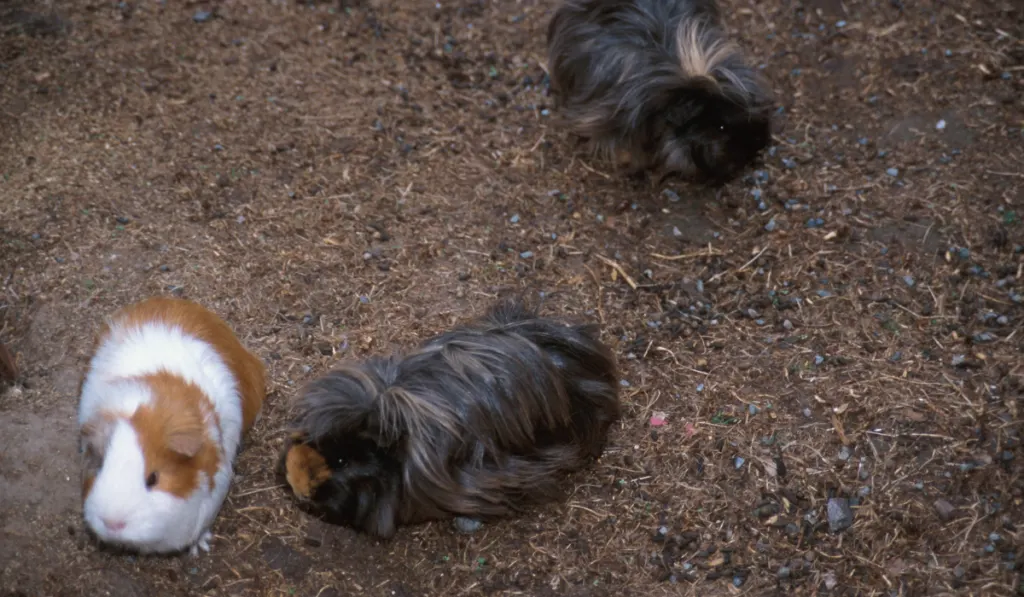 three guinea pig walking on the ground