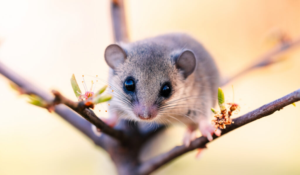 selective focus shot of a dormouse on a tiny branch