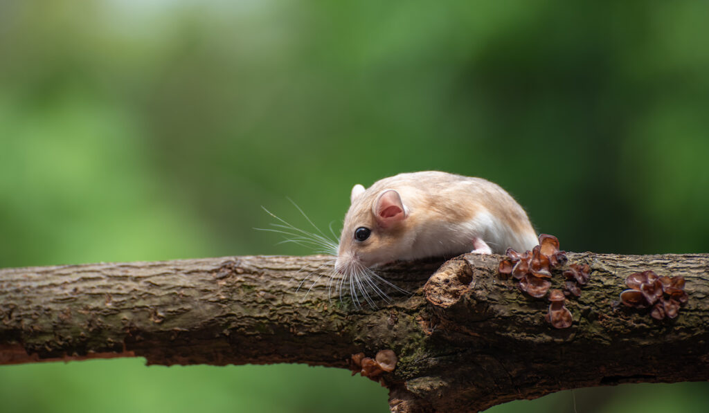 selective shot of a mongolian gerbil on a tree branch