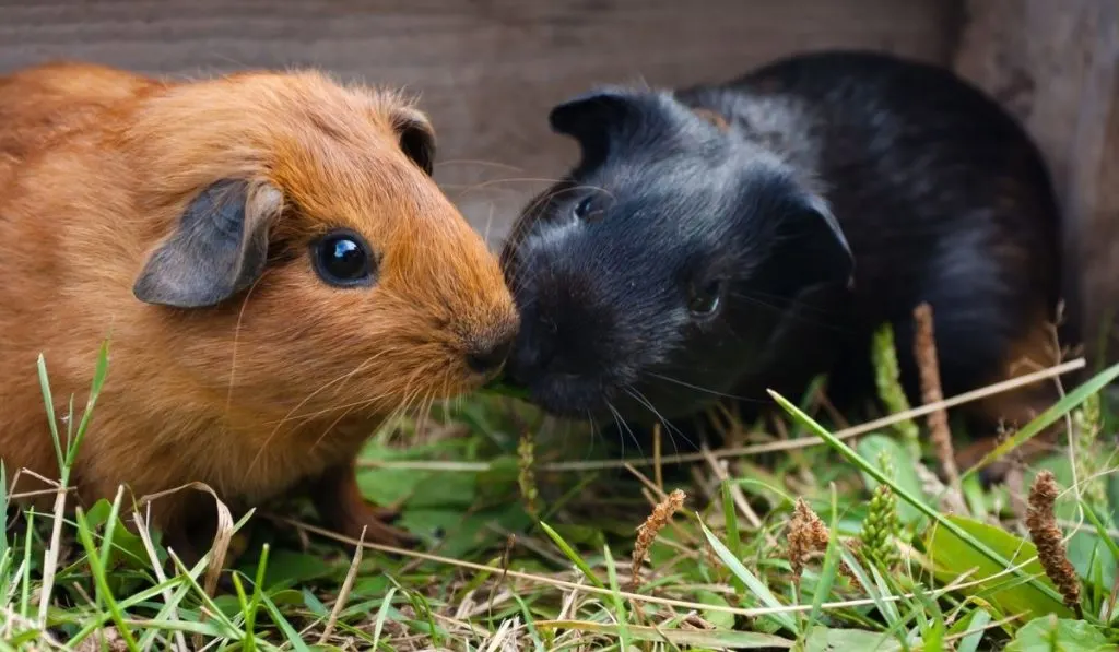 two young guinea pigs
