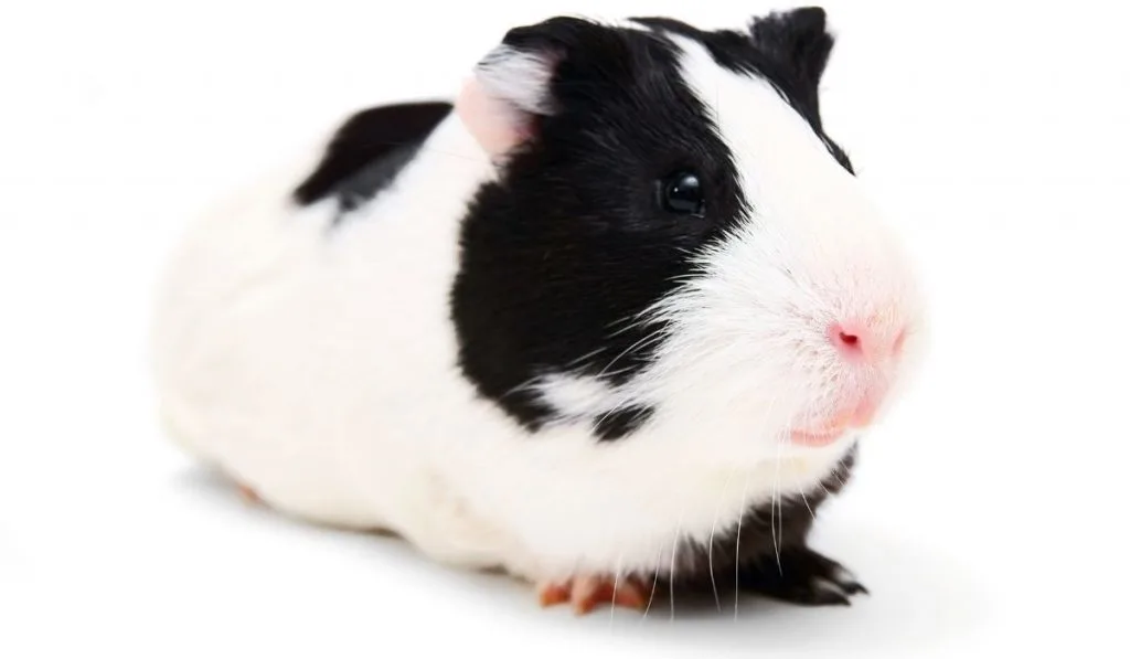 white and black Guinea Pigs