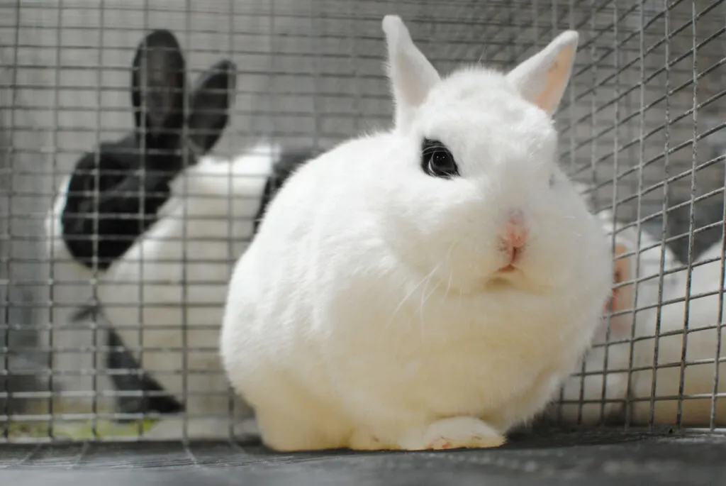 A white Dwarf Hotot rabbit outside its cage 
