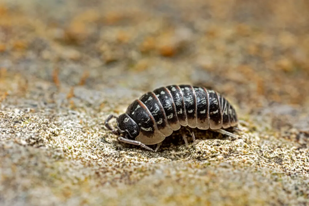 An isopod crawling 