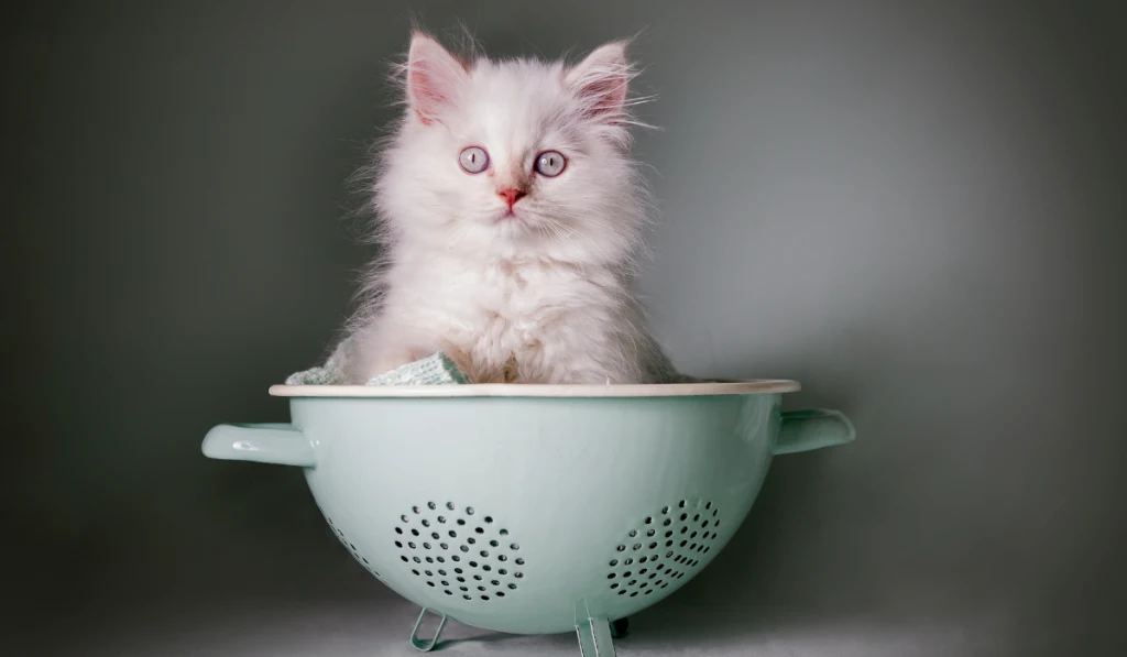 white cat in a bowl strainer