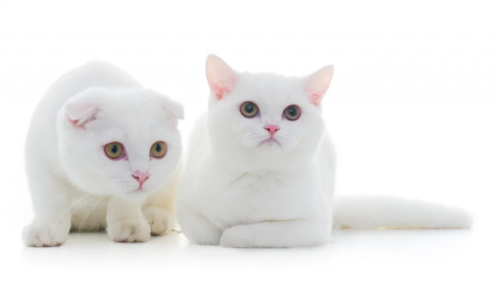 two cute white cats on a white background