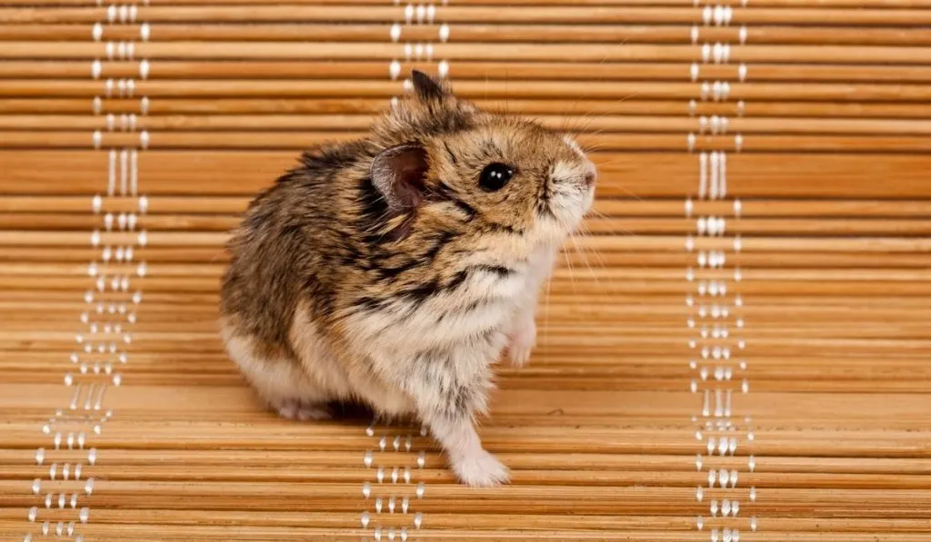 Campbell’s Russian Dwarf Hamster