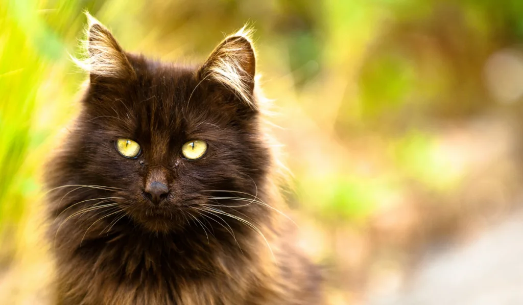 close up photo of a black cat on a broad day light.