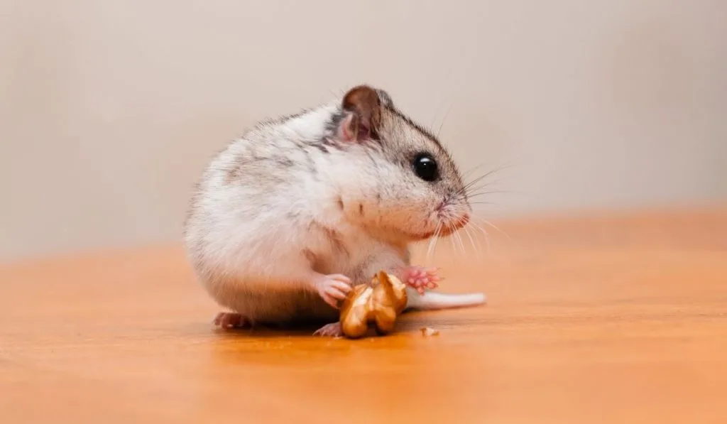 Chinese Hamster eating