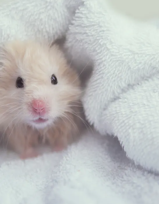 Hamster in a towel.