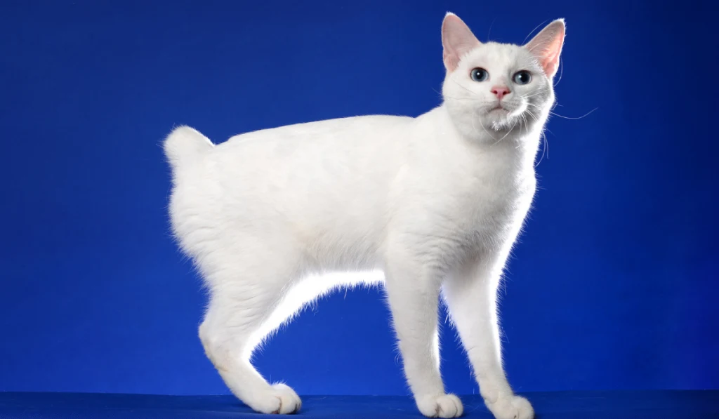 white cat standing on a blue background