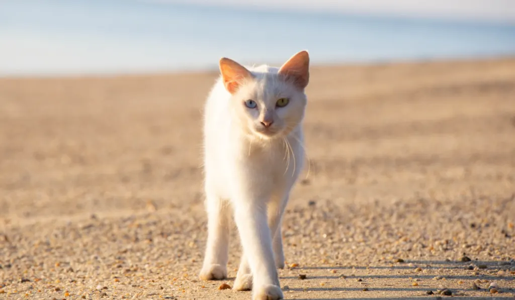 white cat walking