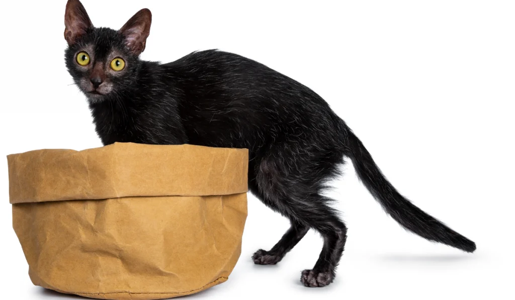 black cat stepping on a brown paper bag