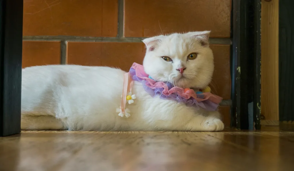 white cat with cute collar