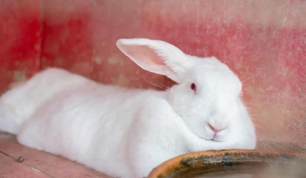 white rabbit resting inside a red cage