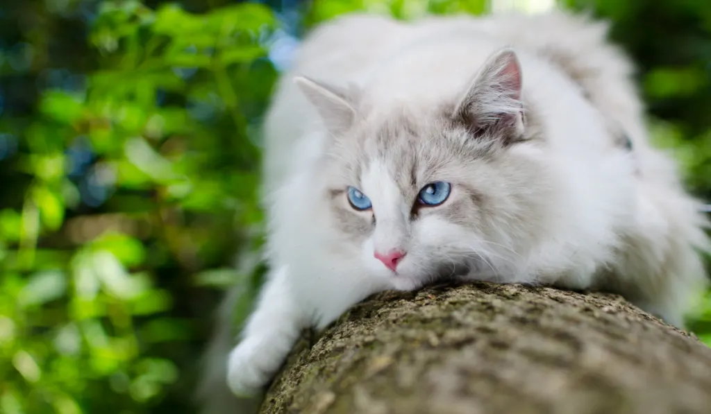 white cat resting on the log