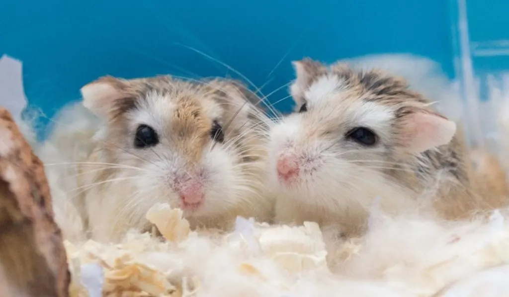 Roborovski Hamsters in the cage