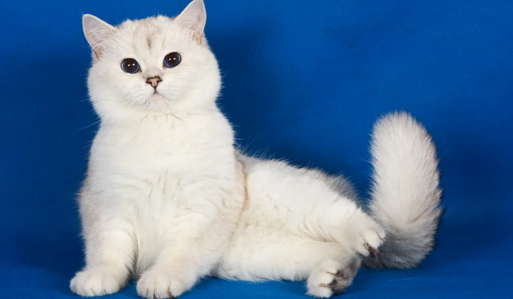 fluffy cat sitting on the blue background 