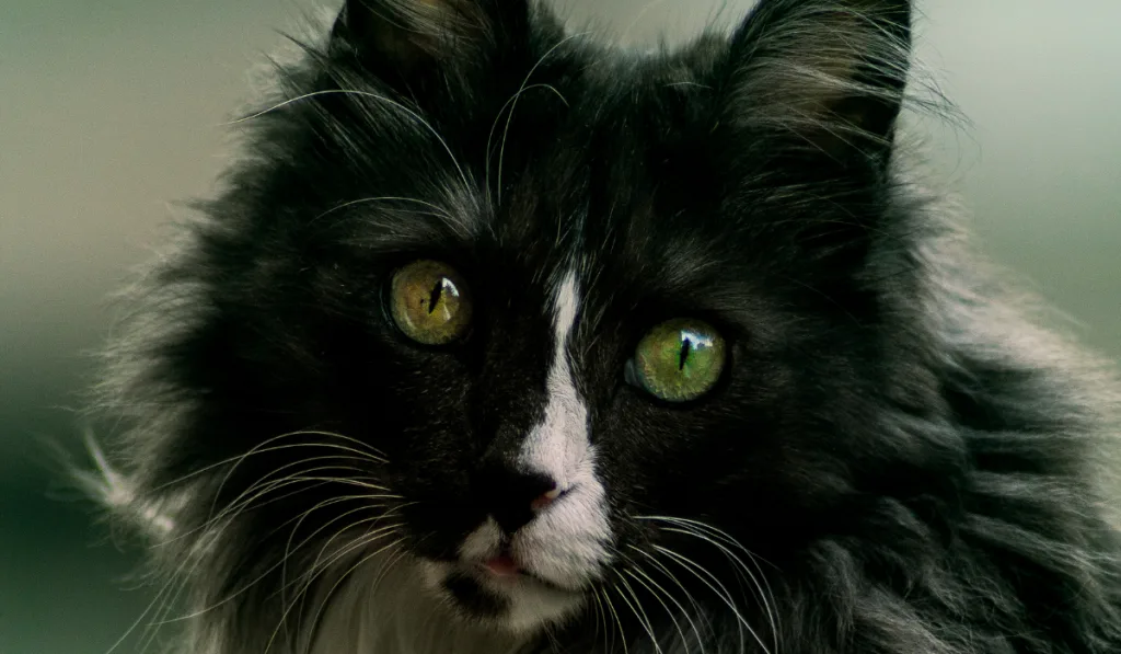 close up photo of a black cat with white mark on its face 