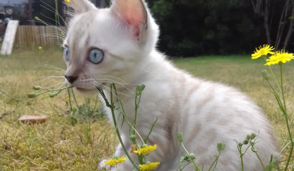 cute kitten near a yellow flower