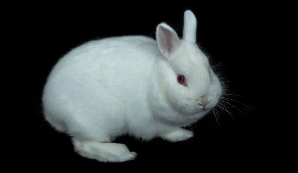 white rabbit on black background 