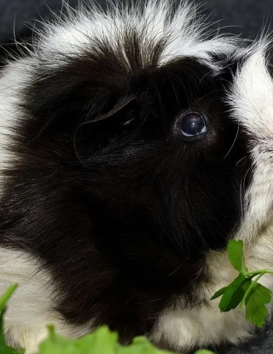 black and white abyssinian guinea pig