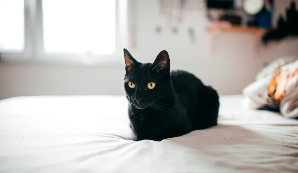 black cat with yellow eyes resting in the bed