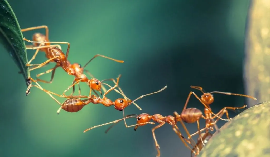 bridge ants