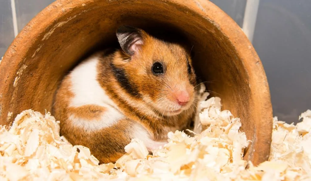 hamster inside the claypot