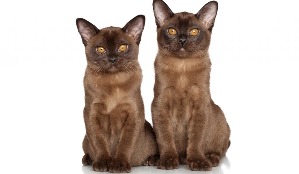 two Burmese sitting on a white background 